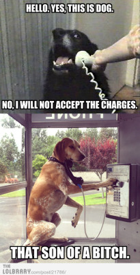 thefunnypicsblog:  Collect Call DogFollow this blog for the best new funny pictures every day