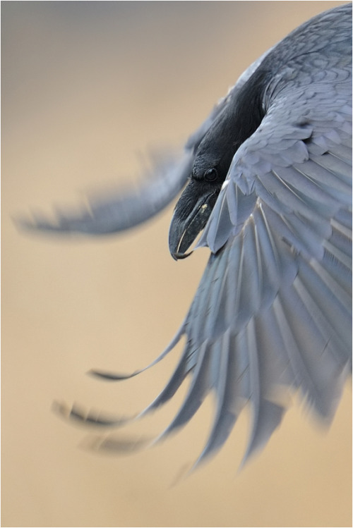 merde-petit-maitre:  Photography 