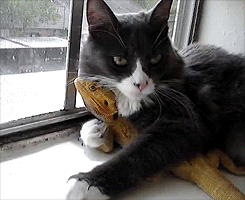 breezielise:  nobody touches mah lizzardguy 