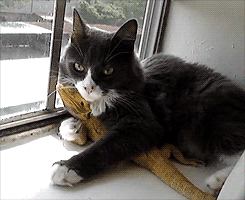breezielise:  nobody touches mah lizzardguy 