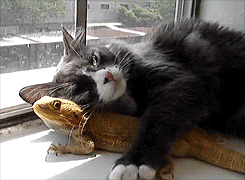 breezielise:  nobody touches mah lizzardguy 