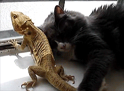 breezielise:  nobody touches mah lizzardguy 