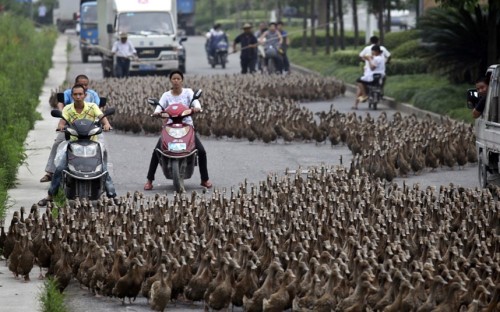 Farmers herd a flock of about 5000 ducks along a street towards a pond as residents drive next to them in Taizhou, Zhejiang province. Picture: REUTERS/China Daily