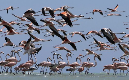 Flamingos take to the air at a reserve near Manaure, Guajira province, Colombia. Picture: REUTERS/Joaquin Sarmiento