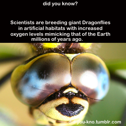 did-you-kno:  Source  for what tho?