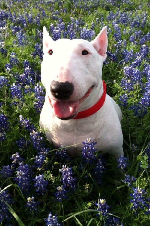 Bull Terrier Love: Photo