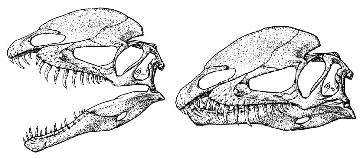 Сравните череп ящерицы и череп собаки. Дилофозавр строение черепа. Дилофозавр строение. Строение черепа динозавра. Череп динозавра анатомия.