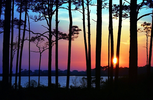 Landscape & Animals