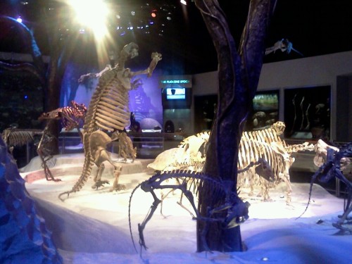 dino party