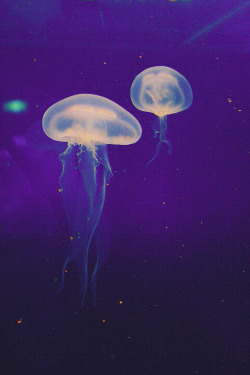 metrodorus:  Jellyfishes in motion 