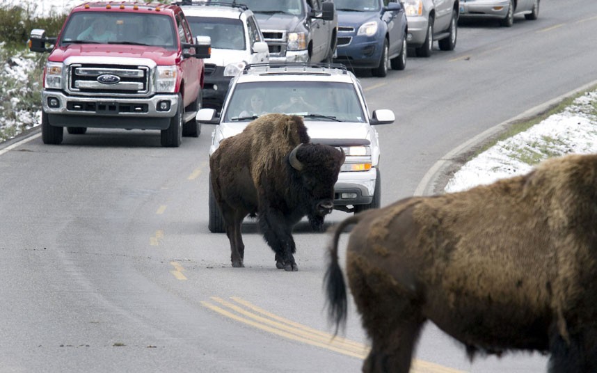 funnywildlife:  Bison cause a traffic jam in the Yellowstone National Park, Wyoming,