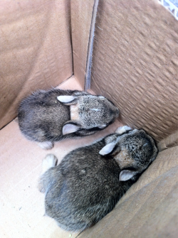 Did operation bunny rescue today, they coulda got ran over by my big truck but I happened to see the little guys on the ground and took then to another area of the plant where they were a little safer