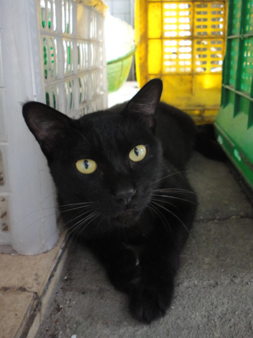 acatandadog: 樓下水果檔的黑喵。 Cat, in a fruit shop.