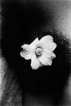 minusculus:   Daido Moriyama - Dark flowers