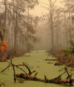 madmadamefatcat:  ecmajor:  Oh wow… this place calls to me like few do. It is beautiful  This was right before a Rodent of Unusual Size came charging out of the water.  I just finished watching Graveyard Shift not 3 minutes ago&hellip; speaking of giant