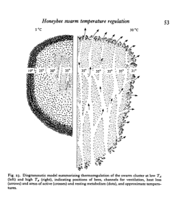 mapsinchoate:  Mechanisms &amp; Energetics of honeybee swarm temperature regulation - by Bernd Heinrich inkinsurgent 
