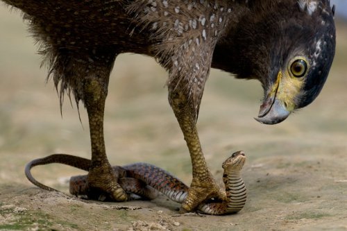 robotcosmonaut:Crested Serpent Eagle