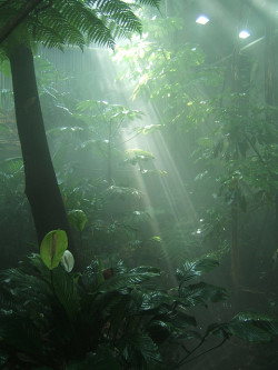 namastesoull:  theadventurechild:  Jungle/tropical