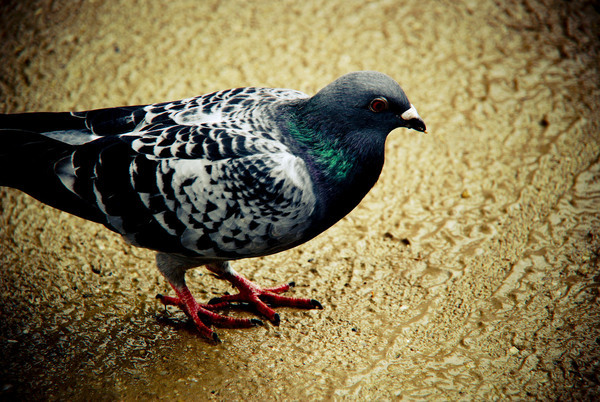 theanimalblog:  Mahmod Alazzawi (via catelijoy)  @AdorableBipolar