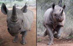 theanimalblog:  A male rhino that was translocated from the Czech Republic explores its new surroundings at at Mkomazi Rhino Sanctuary in Tanzania. The Aspinall Foundation along with the Tusk Trust and the George Adamson Trust transferred three black