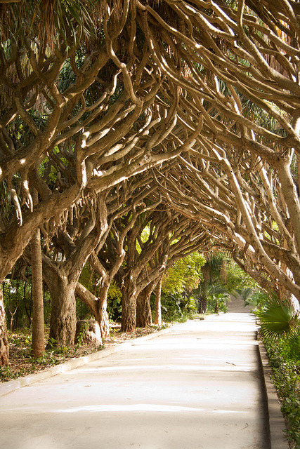 Allée de dragonniers, Hamma Gardens in Algiers, Algeria (by Gostokom).