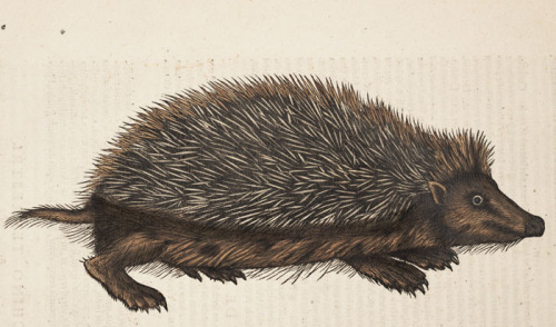 lindahall: Hand-colored woodblock print from Konrad Gesner’s 1551, Historiae animalium. 
