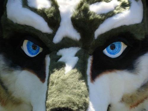 This is a friend of mines Wolf Link cosplay from Legend Of Zelda: Twilight Princess. She got this su