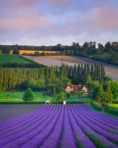 bluepueblo:  Lavender Field, Eynsford, England photo via gypsy 