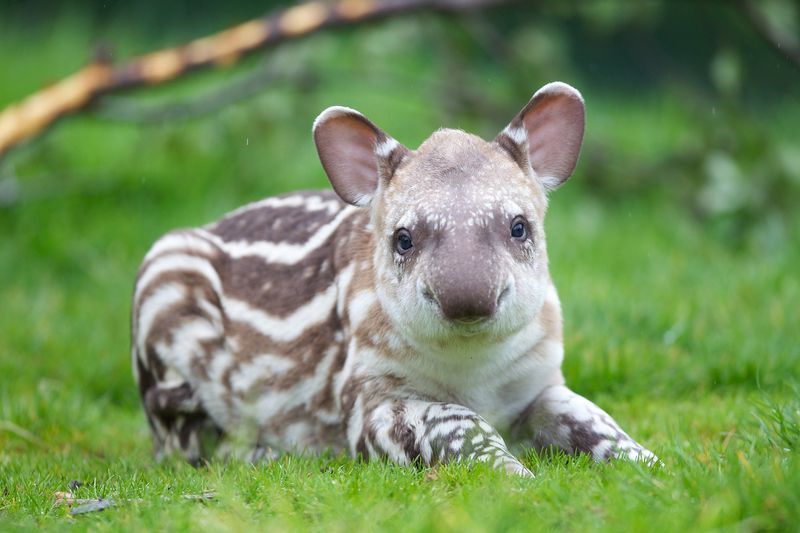 allcreatures:  Photo credits: Patrick Bolger Photography  Dublin Zoo has a new