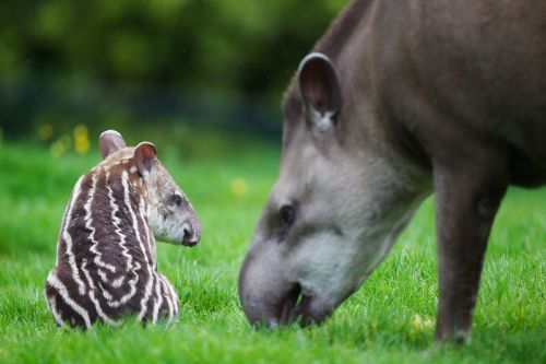 allcreatures:  Photo credits: Patrick Bolger Photography  Dublin Zoo has a new arrival! Born early on Tuesday, June 5, this tiny male Tapir calf is off to a terrific start. This is mother Rio and father Marmaduke’s first calf together.  (read more