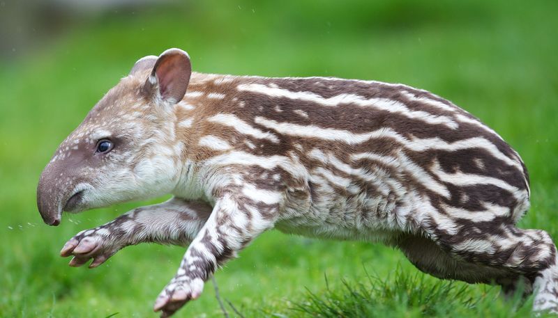 allcreatures:  Photo credits: Patrick Bolger Photography  Dublin Zoo has a new