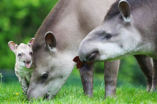 allcreatures:  Photo credits: Patrick Bolger Photography  Dublin Zoo has a new arrival! Born early on Tuesday, June 5, this tiny male Tapir calf is off to a terrific start. This is mother Rio and father Marmaduke’s first calf together.  (read more