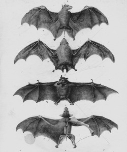 Cherrydarling27:  Batty. 