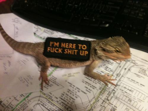 lizardsenjoyinglife:this lizard enjoys thinking it’s a badass.