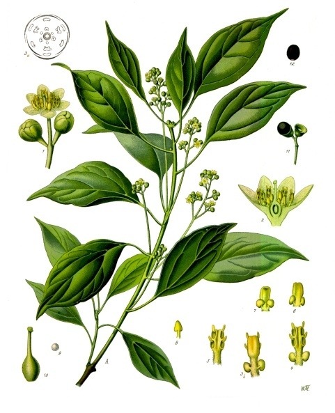 Cinnamomum camphora (Common name: Camphor)