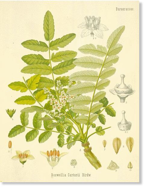 Boswellia carteri (Common name: Frankincense)