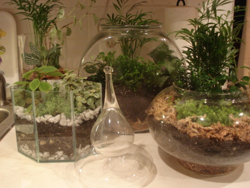 This is the most productive I’ve been all summer.  Two pots on the wheel and four terrariums!  I made two of the terrariums with Yussre, my girl!  (quite proud of myself, tbh…considering what I normally do over the summer….nothing)