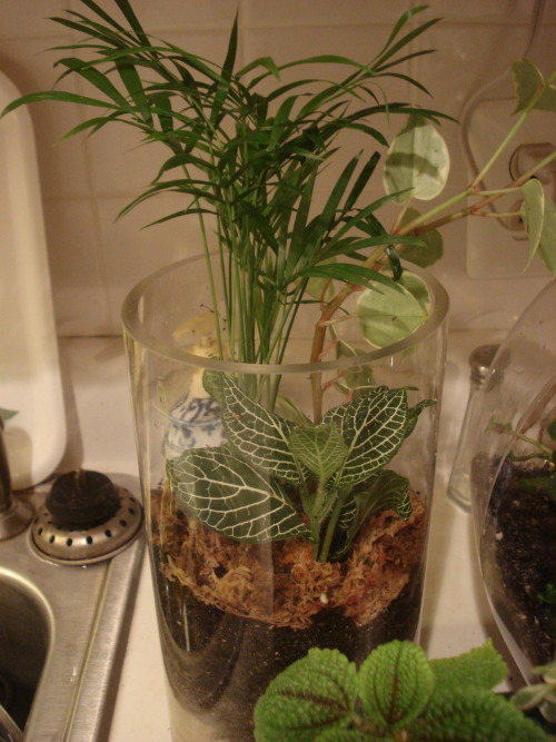 This is the most productive I’ve been all summer.  Two pots on the wheel and four terrariums!  I made two of the terrariums with Yussre, my girl!  (quite proud of myself, tbh…considering what I normally do over the summer….nothing)