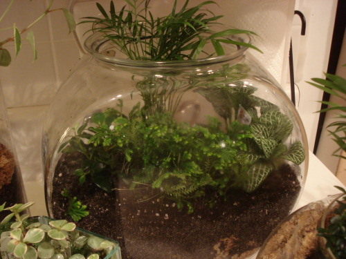 This is the most productive I’ve been all summer.  Two pots on the wheel and four terrariums!  I made two of the terrariums with Yussre, my girl!  (quite proud of myself, tbh…considering what I normally do over the summer….nothing)
