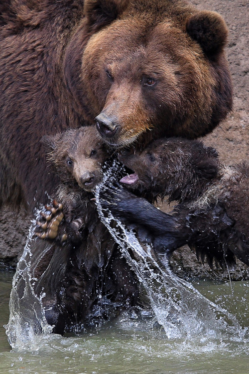 magicalnaturetour:  Kamchatka bear twins named Cuba and Toby, with their mother Kamcatka, AFP Photo/Radek Mica via The Daily Beast by Wanda Goodwin :)