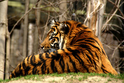 lionstigersnbears:Tiger (by Jeff.zha)