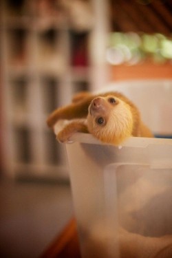 kingdom-of-animals:  Requested: Sloths. Source!