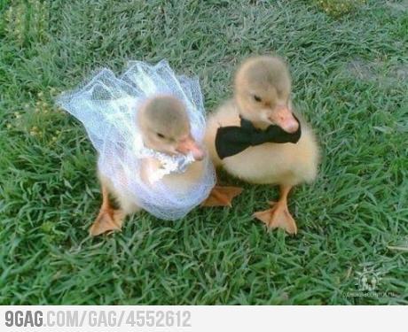 ragecomics4you:  Baby Ducks Getting Marriedhttp://ragecomics4you.tumblr.com  @AdorableBipolar