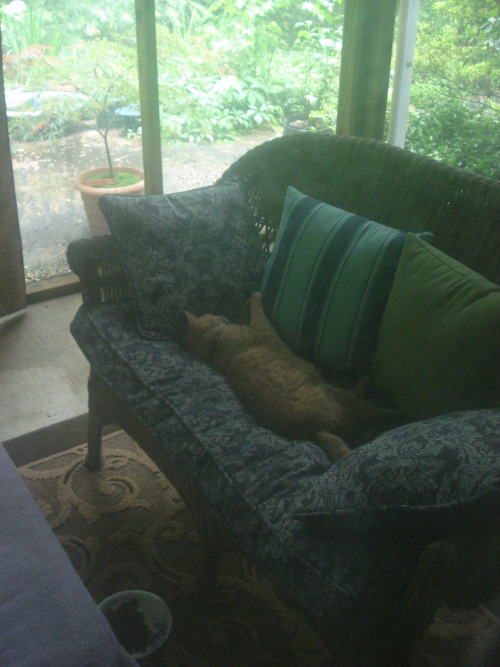 Here is a picture of my cat, Mango, chilling in our screened in porch after I rescued him from a thunderstorm.  I got a rosethorn in my foot rescuing him out of the rain.  I would not mind having a million rosethorns in my foot if it meant rescuing