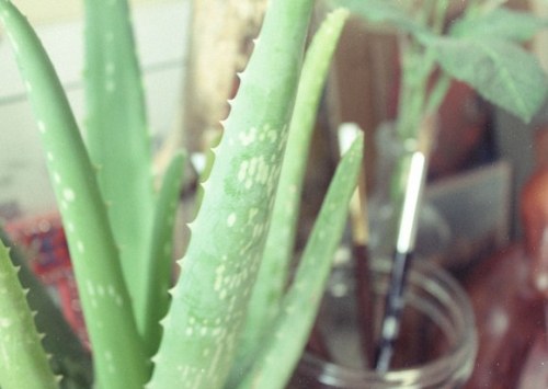 freepeople:  Aloe Plant Uses & Benefits 