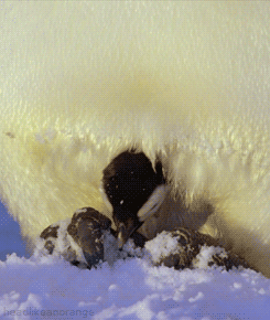 the-absolute-best-gifs:headlikeanorangeA penguin chick gets tucked in. (Planet Earth - BBC)My lovely