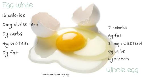 barbellsandbeakers:  The Great Egg Debate: To Yolk or Not to Yolk? Why do people skip the yolk? -Egg