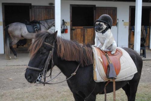 gemmacorrell:  恭喜发财 Happy (Chinese) New Year! Here’s a Pug riding a Horse. 