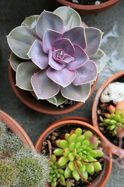 quiest-brooke:  plants by display lady / rachel t robertson on Flickr. 