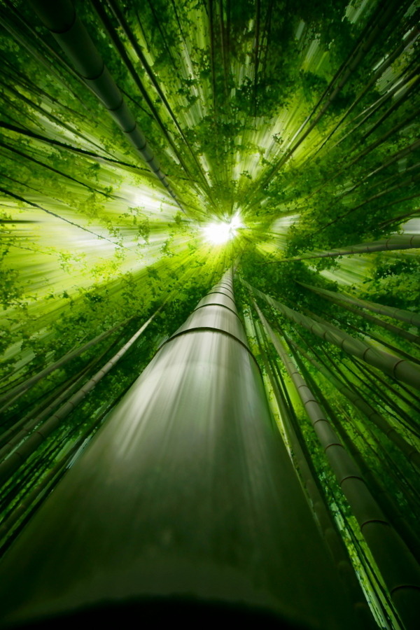 iheartloons:  500px: - Dive to Green by Takeshi Marumoto honestly, I love 500px photos,